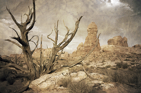 Desert Tree by Mike Irwin Desert Tree by Mike Irwin