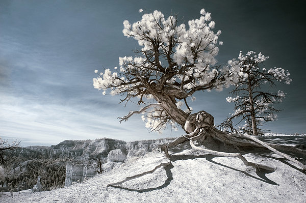 Bryce Canyon Infrared Tree by Mike Irwin Bryce Canyon Infrared Tree by Mike Irwin