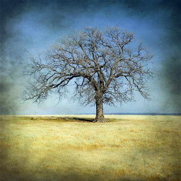 Lone Tree by Mike Irwin Lone Tree by Mike Irwin